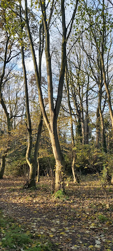 Blackheath Woods - Thumbnail