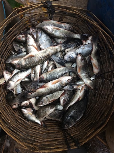 Photos of Rupsa Fish Market
