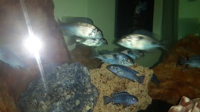 Photos of Nemo Pet Shop