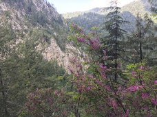 Pine Track nathia-gali