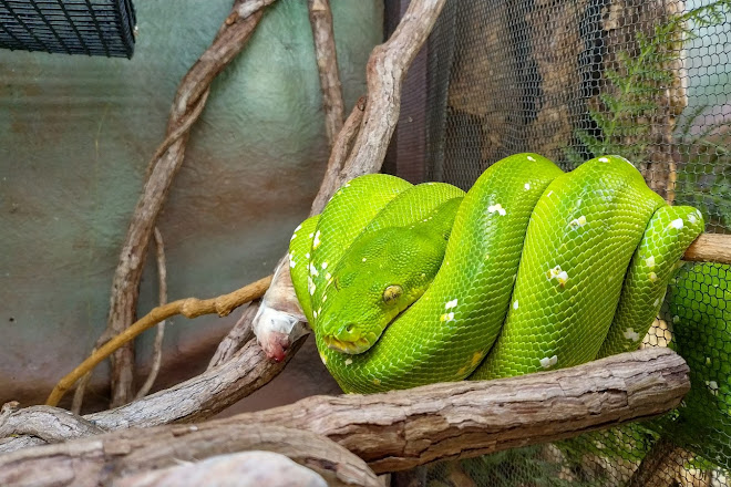 Visit Kuranda Koala Gardens On Your Trip To Kuranda Or Australia