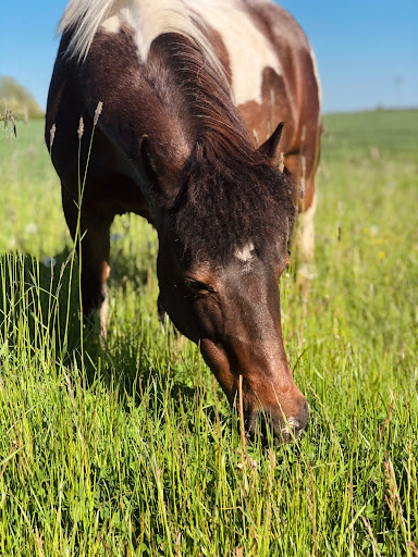 DIE PONY-FARM - M. Alsen