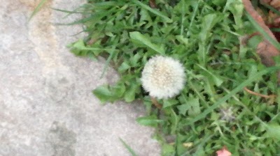 Photos of 7 de Agosto. Garden
