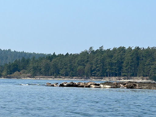 Crystal Seas Kayaking - Thumbnail