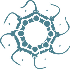 Nausithoé