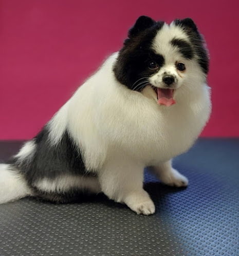 Sweet Dog - Dijon