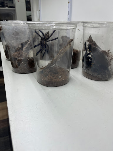 Tarantula Canada - Visual