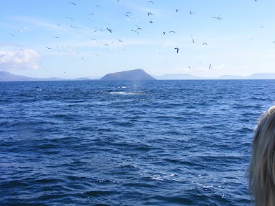 Photos of Skellig Tours