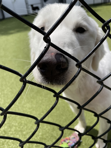 Park Your Paws - Boarding, Grooming, Day Camp Gallery - United States