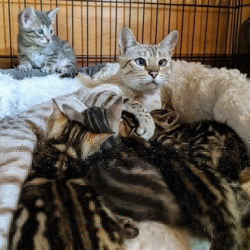 Savannah Exotics - Visual