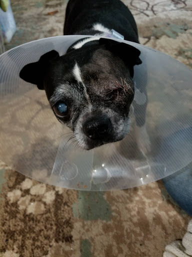 Animal Medical Center of Lapeer - Thumbnail