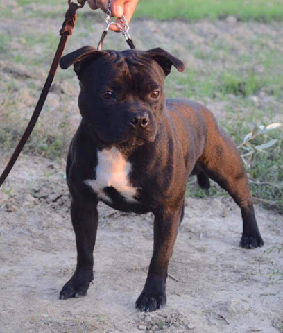 Army of Staffy Allevamento ENCI FCI Staffordshire bull terrier