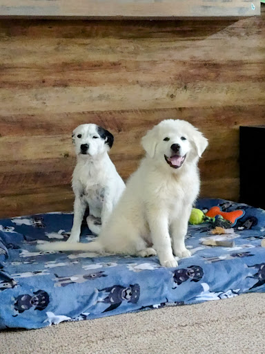 Hayes Veterinary Hospital - Thumbnail