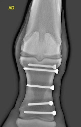 Photo n°6 de Clinique Vétérinaire Equine du G5 à Autingues (Vétérinaire)
