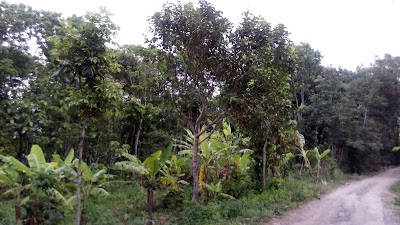 Photos of Green Sport