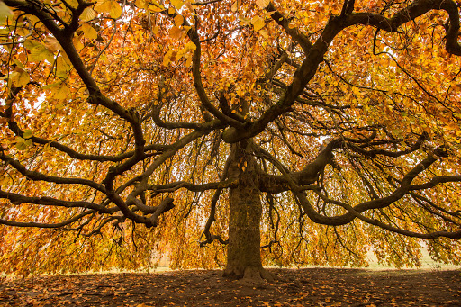 Sehenswürdiger Baum im Wald - Thumbnail