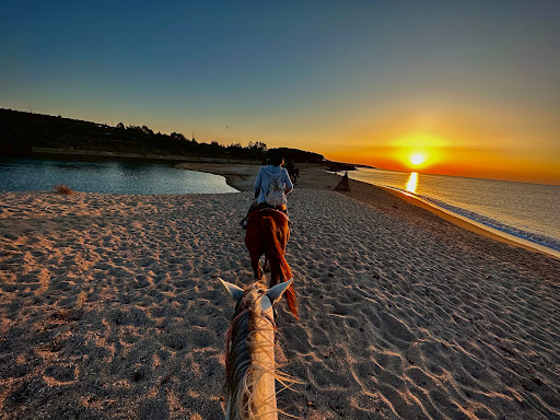 Edora Equitours Mare - Thumbnail
