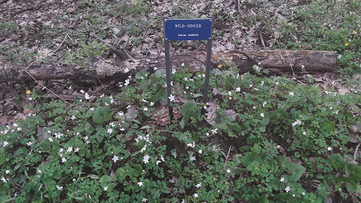 Dowagiac Woods - Thumbnail