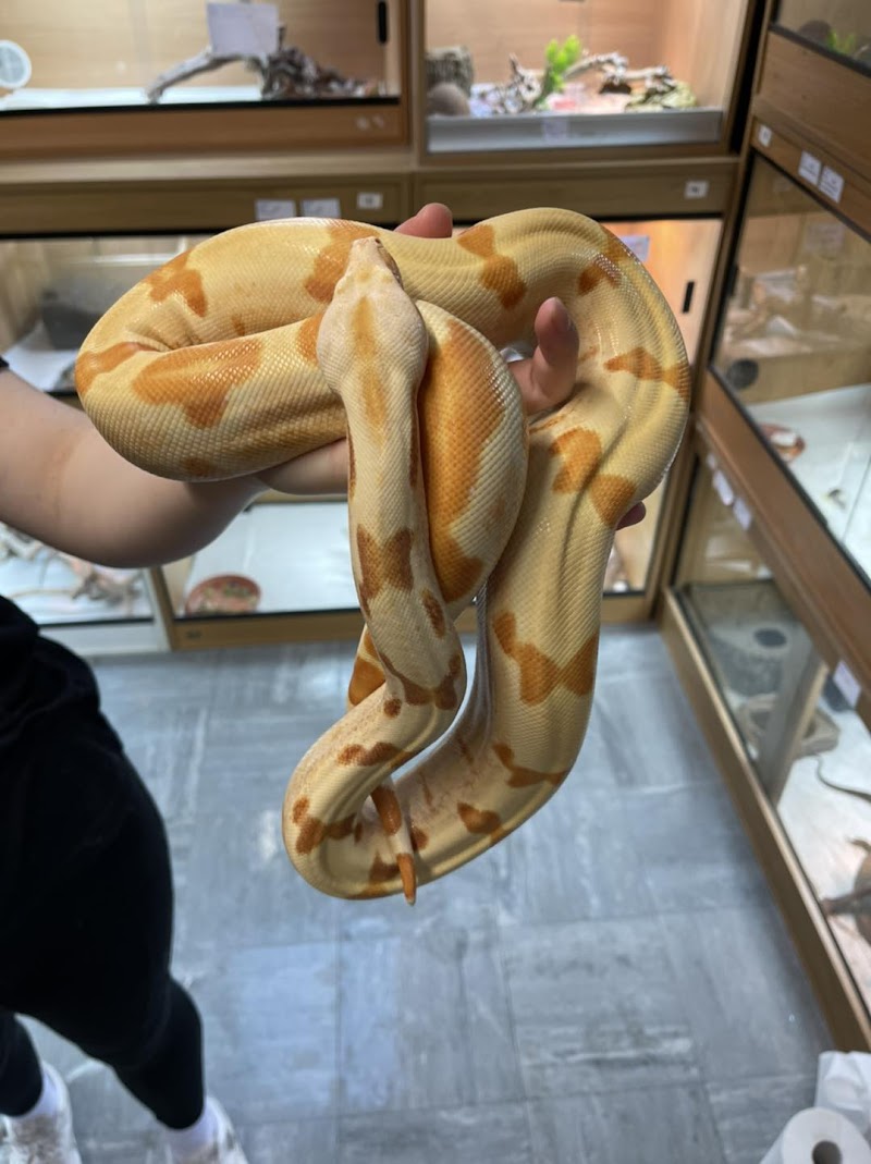 Birmingham Reptiles photo 3