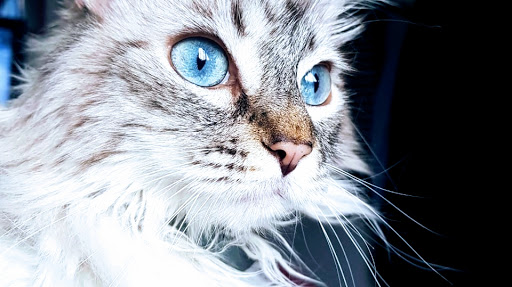 Alice Pets