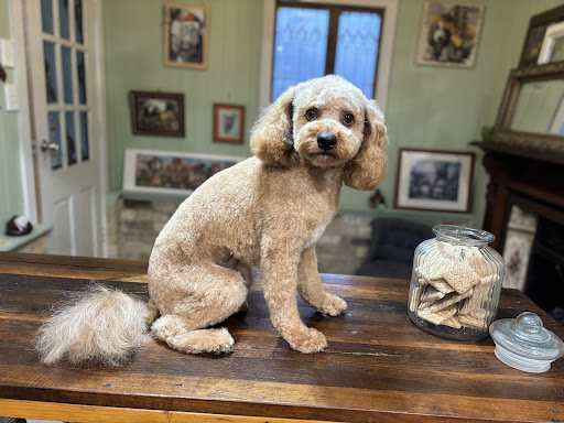WAGS wash & groom service - Thumbnail