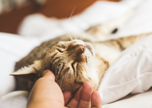 Paws for Thought - Thumbnail