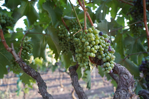 Cooperative Salice Salentino - Thumbnail