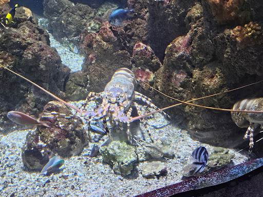Aquarium World Cairns - Thumbnail