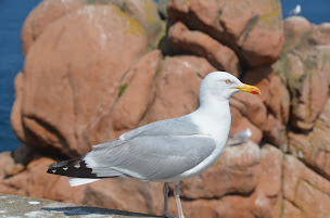 Photo n°14 de La brigantine à Trégastel (Gîte)