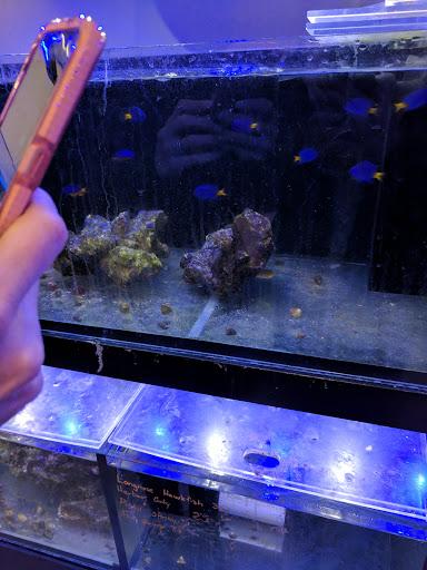 California Reef - Thumbnail