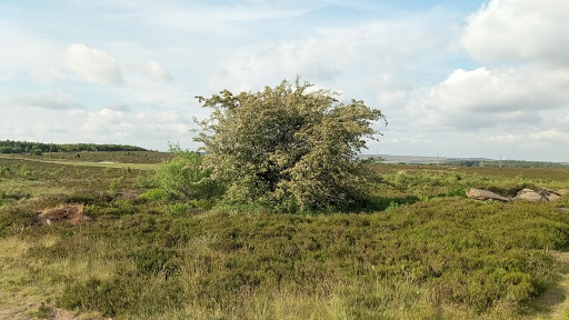 Minnie's Tree - Thumbnail
