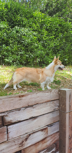 Studio Veterinario Animal Hospital - Thumbnail