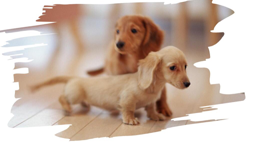 Clínica Veterinaria Waggy Tails