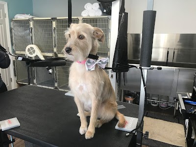 The Room & Groom, Pet Spa & Services