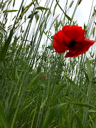 Photo n°19 de Le chant des Armoricaines à Saint-Connan (Marché alimentaire)
