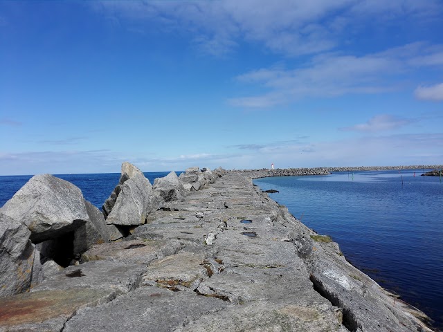 Sea Safari Andenes - Whale and Bird Watching