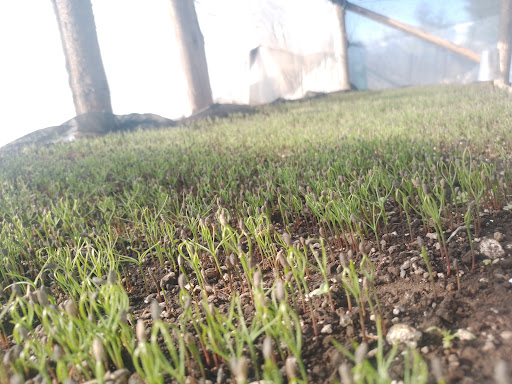 Vivero Sembrando Vida - Thumbnail