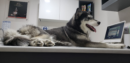 Hospital Veterinario DERMAVET - Thumbnail