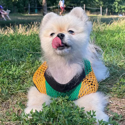 Paw Wear Dog Mesh - Thumbnail