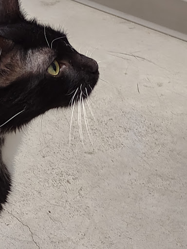 Iowa City Animal Care and Adoption Center - Thumbnail
