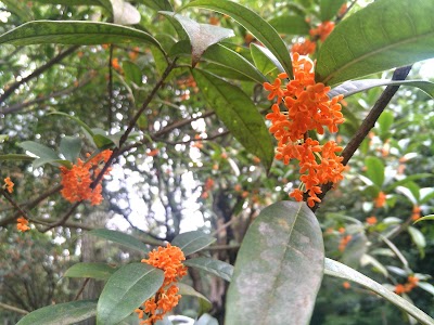 photo of Lianghe City Forest Park