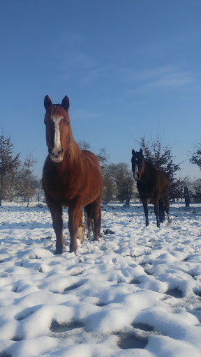 Farm Equestre Du Tréglodé - Thumbnail