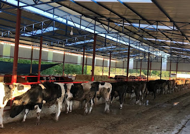 DATÇALIOĞLU BESİCİLİK