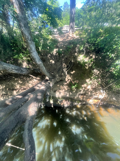 Tarzan’s Tree - Visual