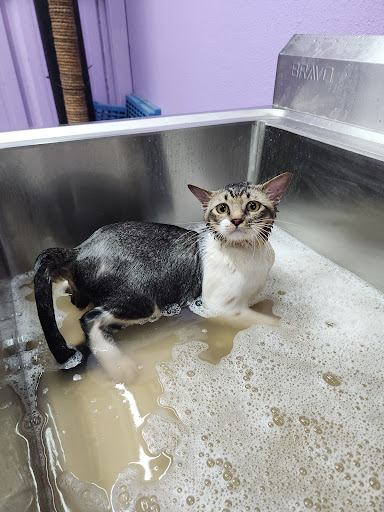 Q Pets Cat Grooming Salon Kuala Terengganu