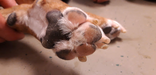 Breuk en Van Doorne veterinarians - Thumbnail