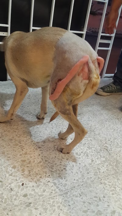 Photos of CIV Centro Integral Veterinario