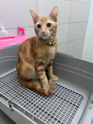 Klinik Haiwan CT Vet Pulai mutiara