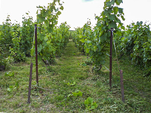 Photo n°13 de Champagne Debas-Comin à Chouilly (Fabricant d'alcool)