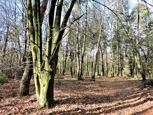 Brartsenshei (Onzalige bossen)